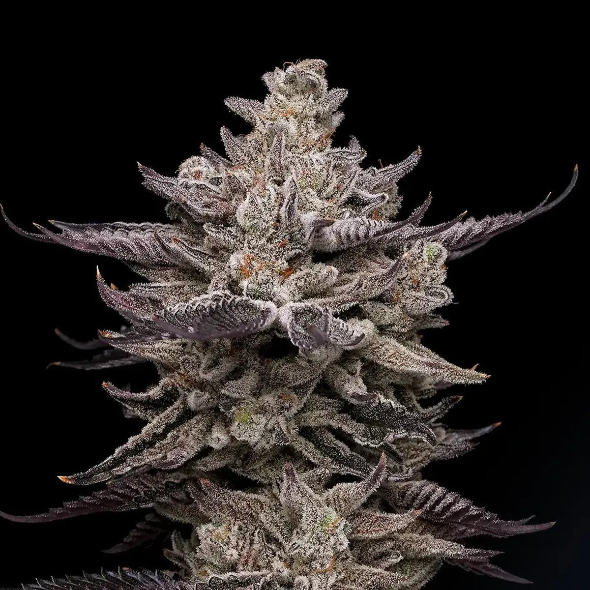 El Valle Haze