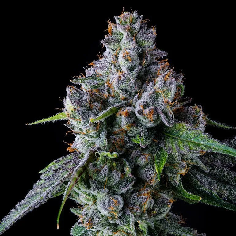 El Valle Haze — immagine 2