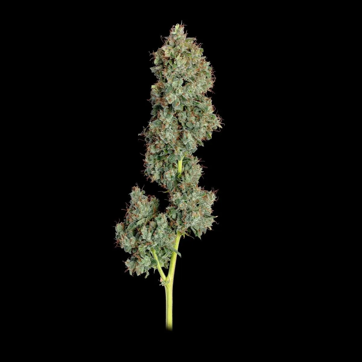 Everglades OG — immagine 2
