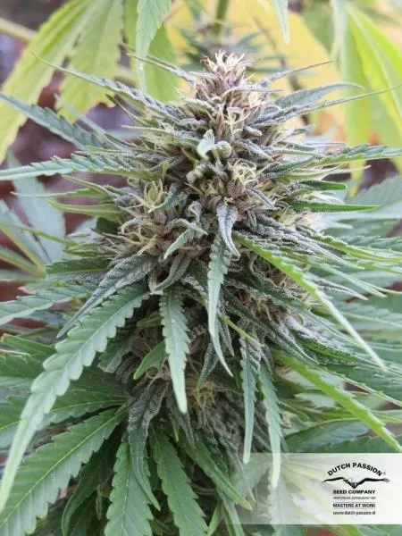 Frisian Dew — immagine 3