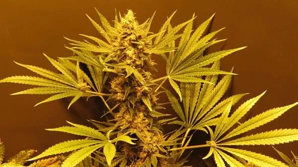 G13 Haze — immagine 2