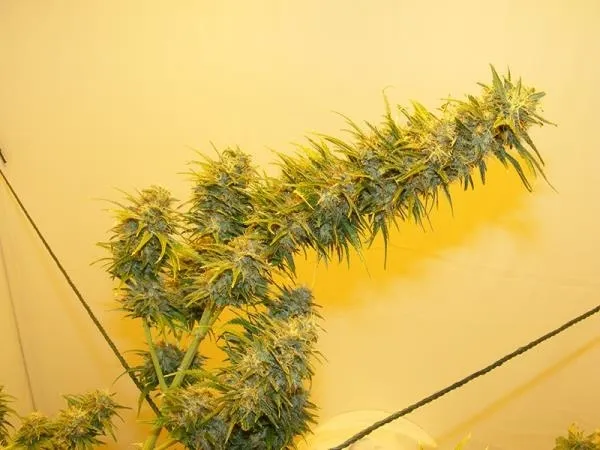 G13 Haze — immagine 3