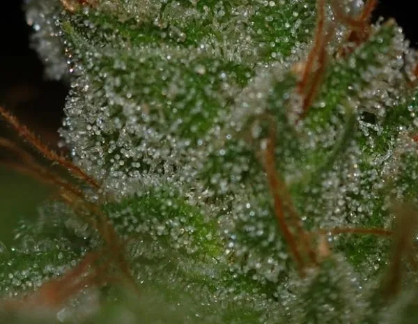 G13 x Skunk — immagine 2