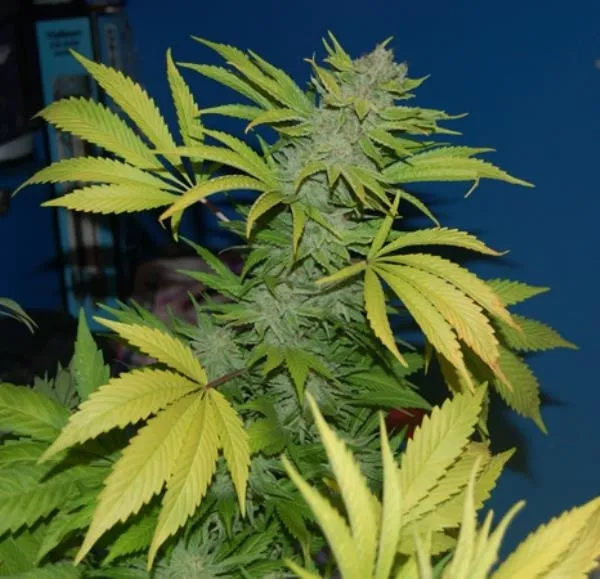 G13 x Skunk — immagine 3