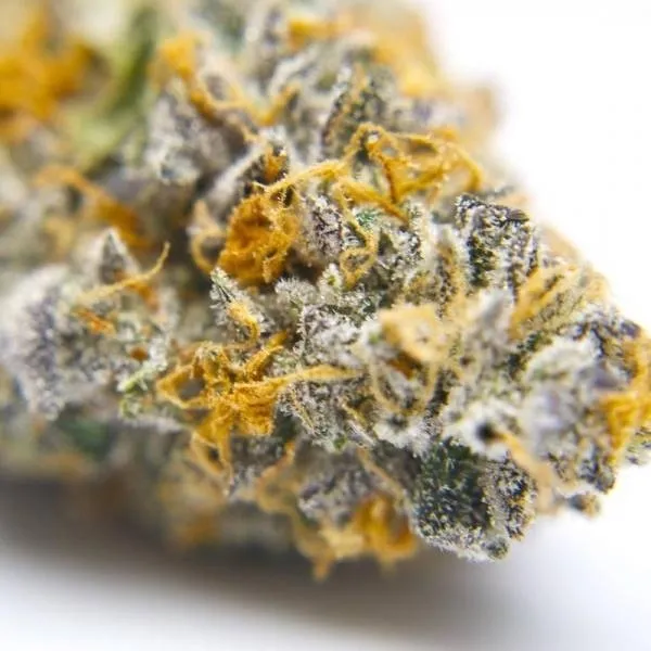 Gelato 41 — immagine 2