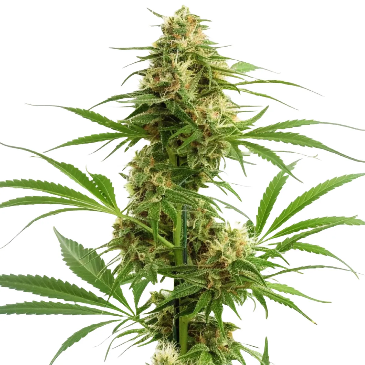 Gelato Auto — immagine 2