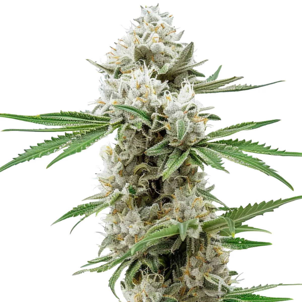GG4 — immagine 2