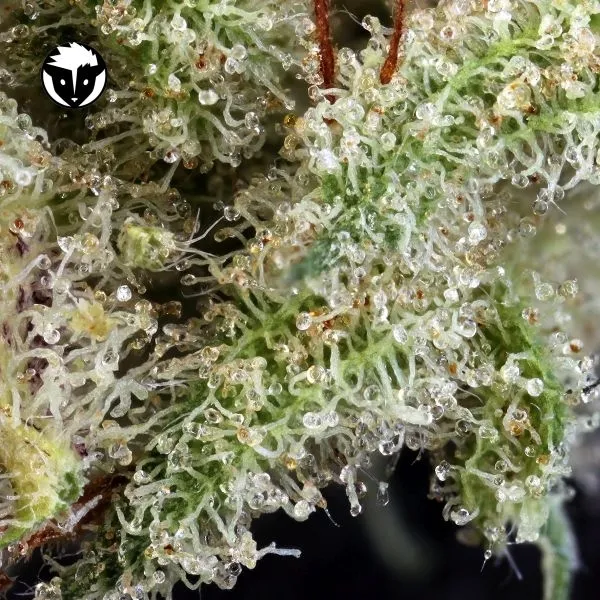 Ghost Train Haze 1 — immagine 2