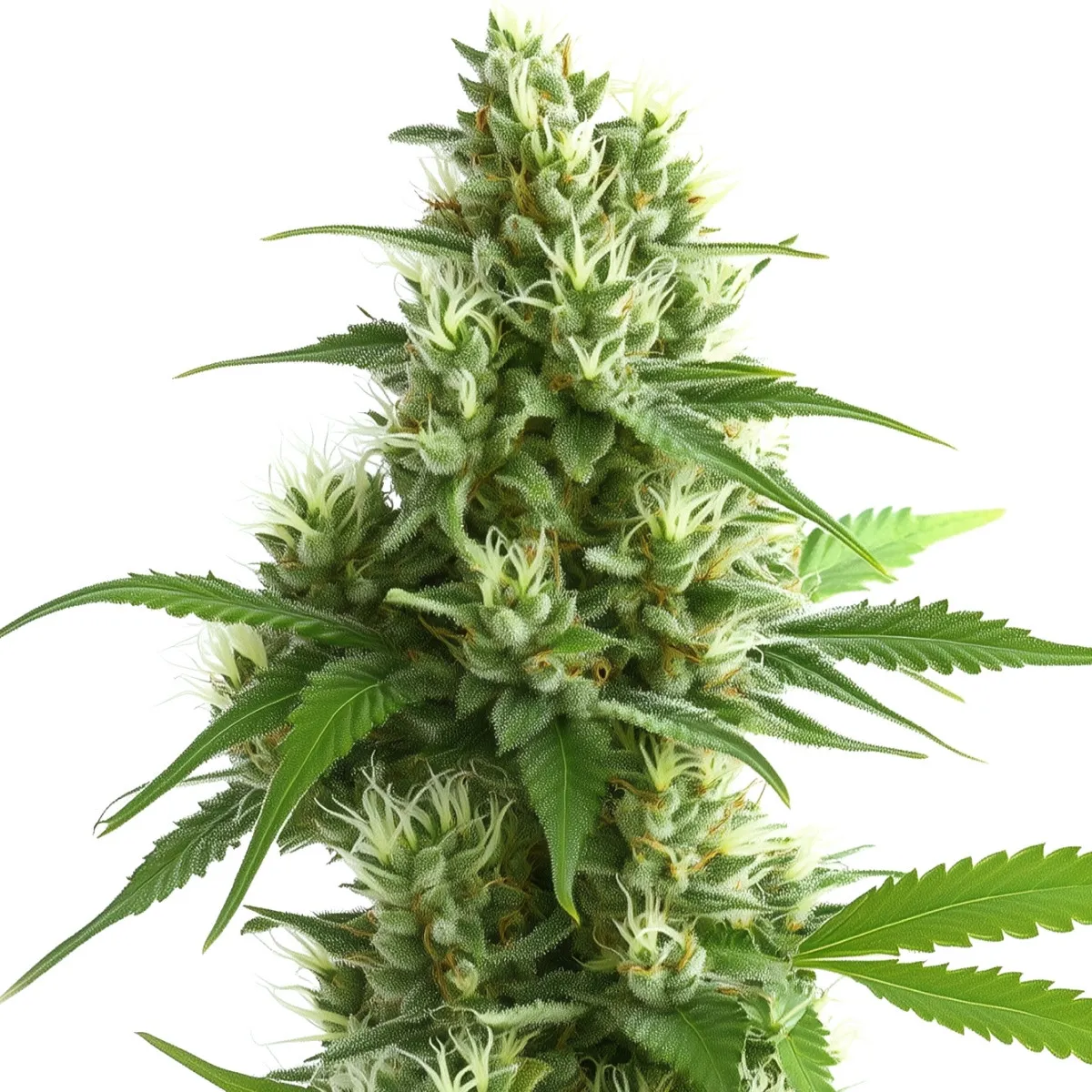 Ghost Train Haze — immagine 2