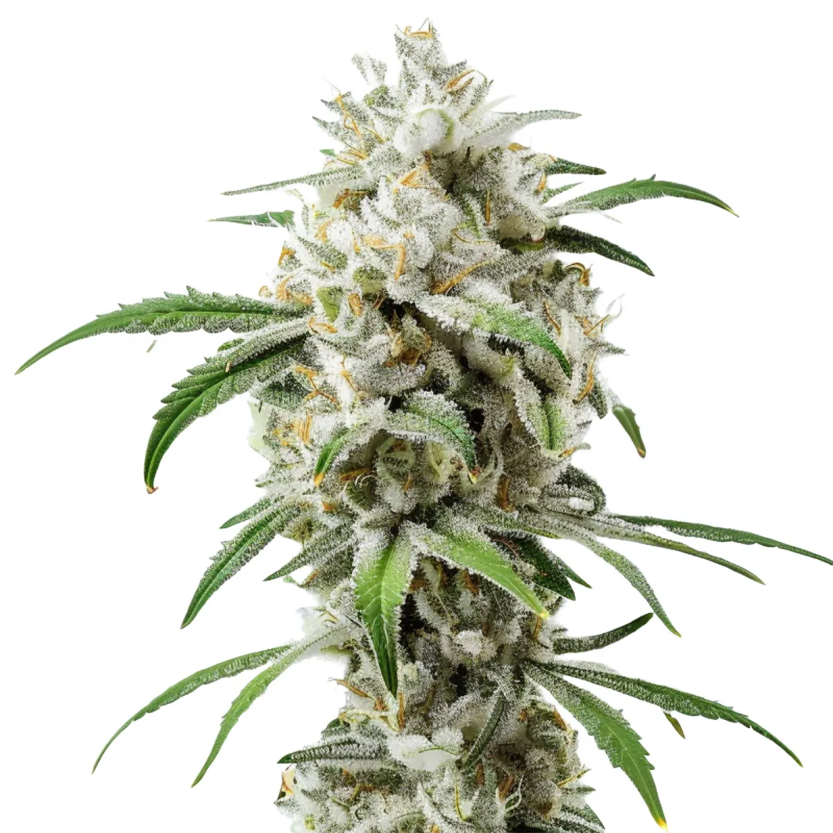 Girl Scout Cookies Auto — immagine 2