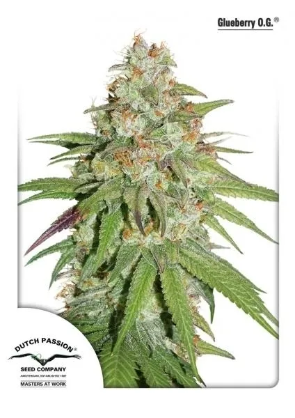 Glueberry OG — immagine 2