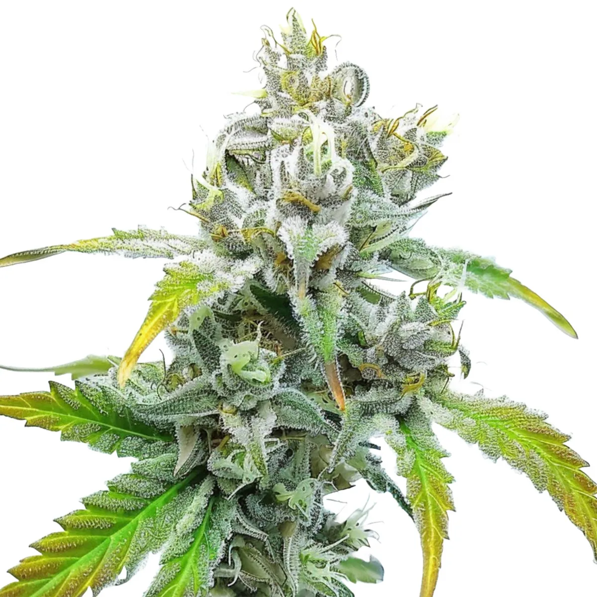 Godfather OG Auto — immagine 2