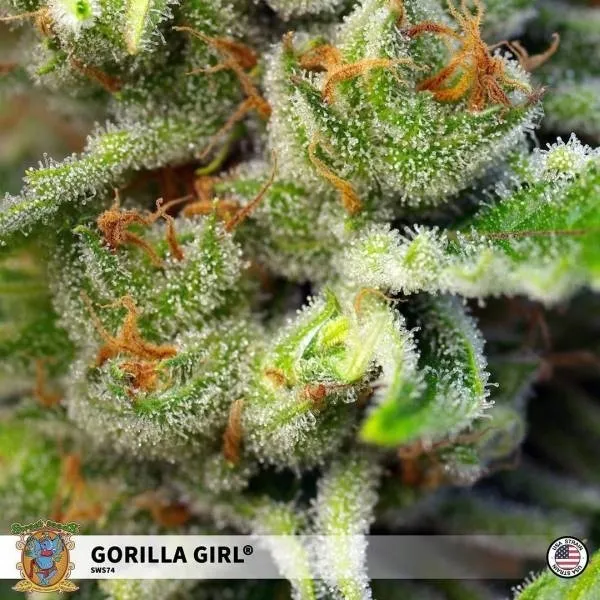 Gorilla Girl — immagine 2