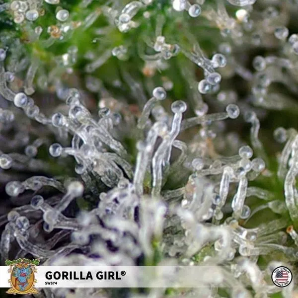 Gorilla Girl — immagine 3