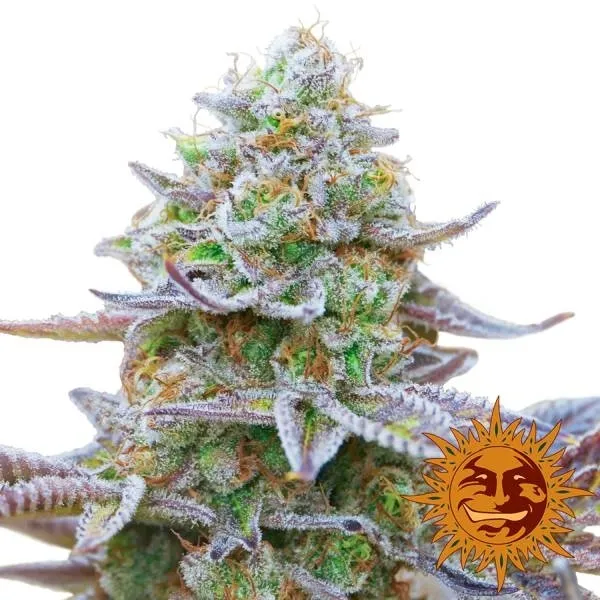 Gorilla Zkittlez — immagine 2