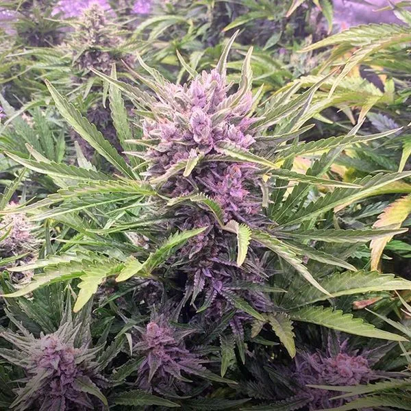 Gorilla Zkittlez Auto — immagine 2