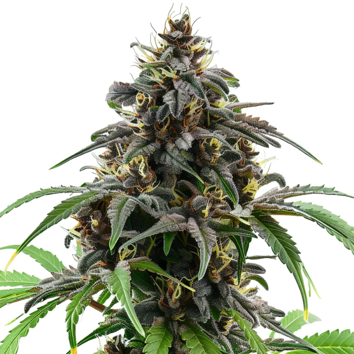 Granddaddy Purple — immagine 2