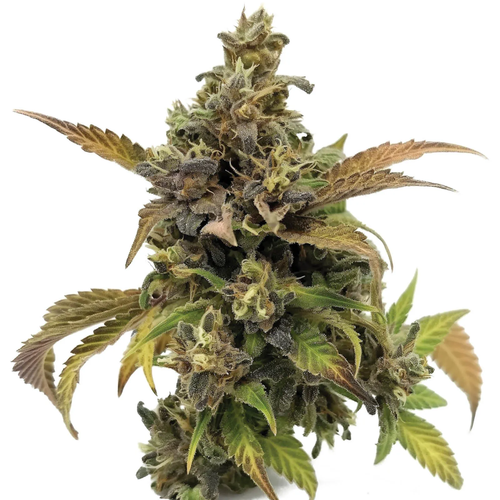 Grapey McGrim F1 — immagine 2