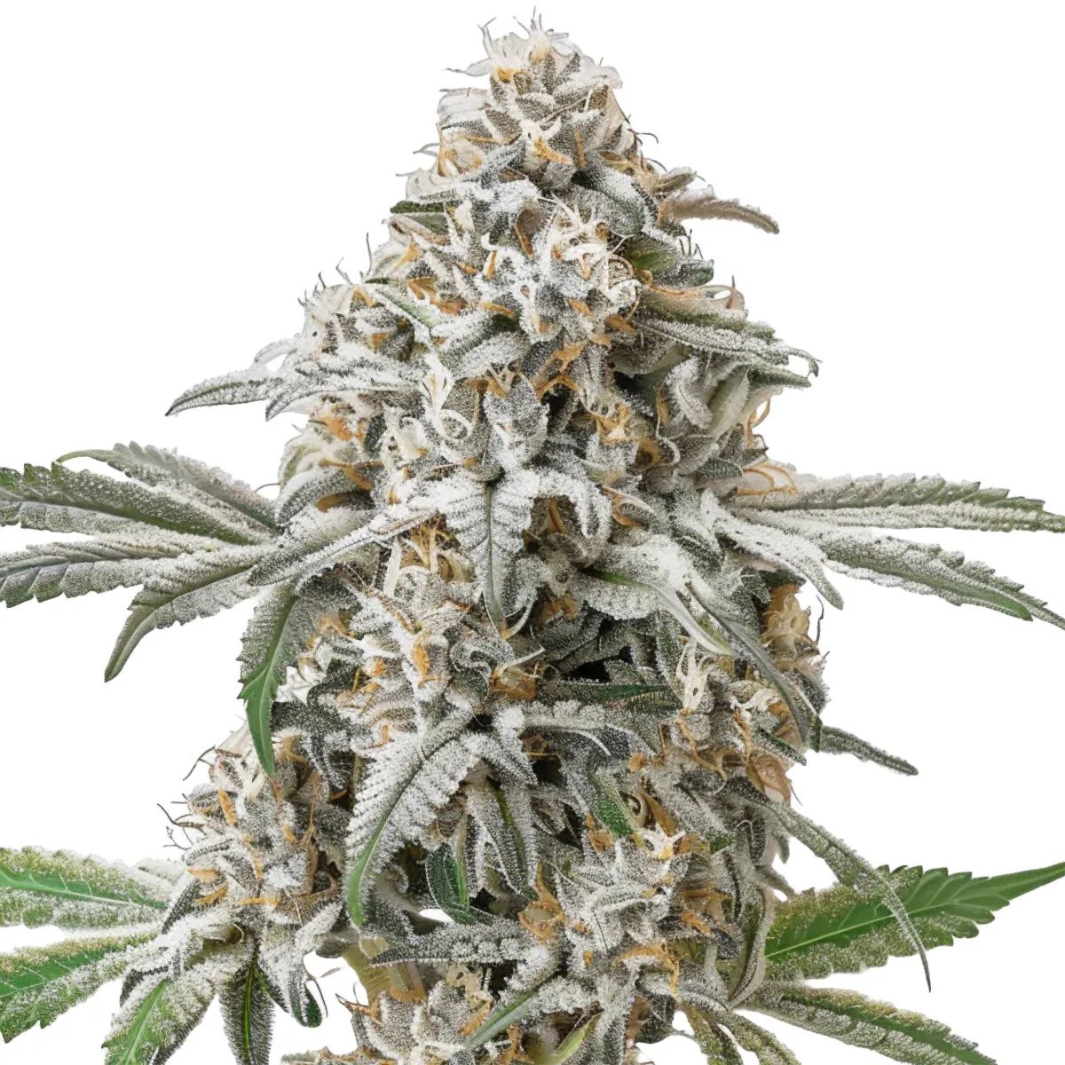 Green Crack — immagine 2