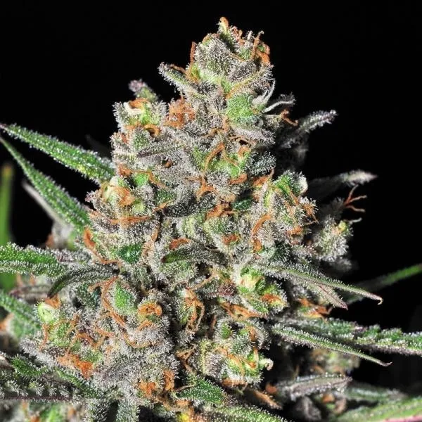 Green Love Potion — immagine 2