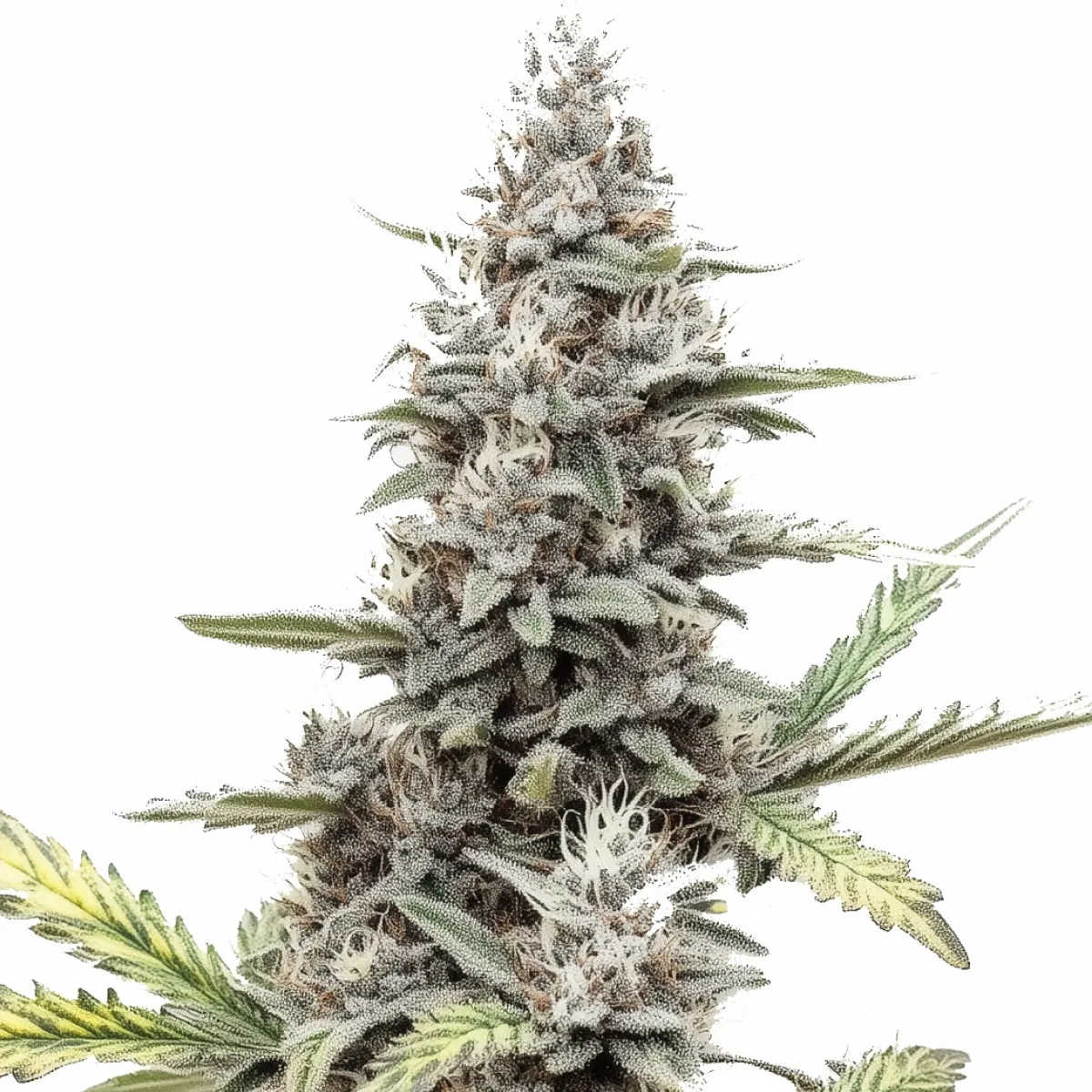 Green Poison Auto — immagine 2