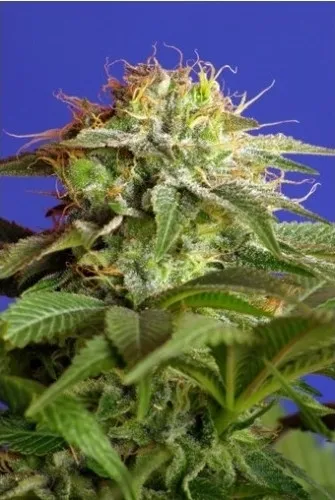 Green Poison — immagine 2