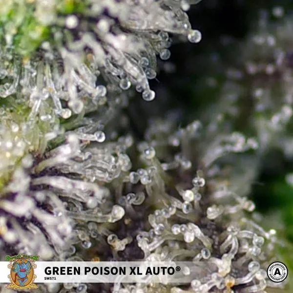 Green Poison XL Auto — immagine 2