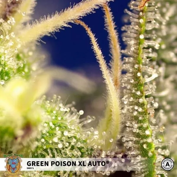 Green Poison XL Auto — immagine 3