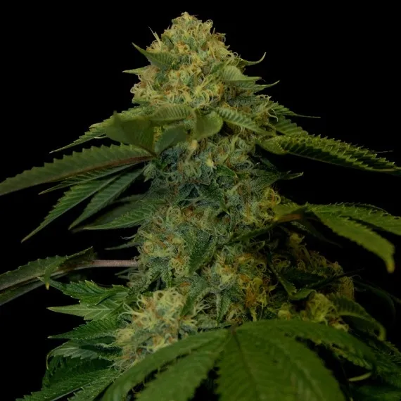 Holy Grail Kush — immagine 2