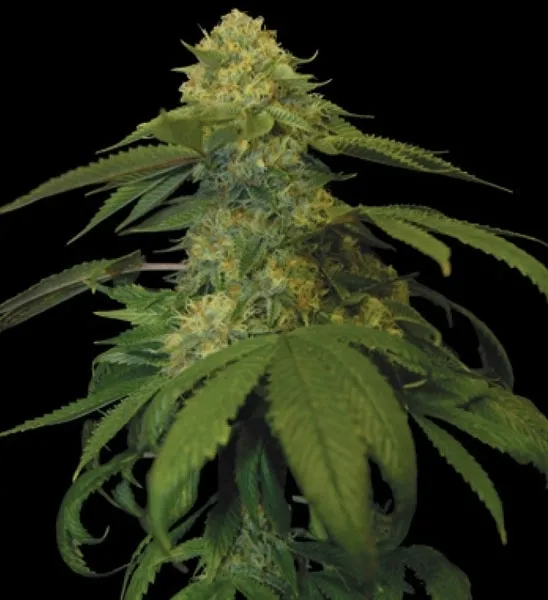 Holy Grail Kush — immagine 3