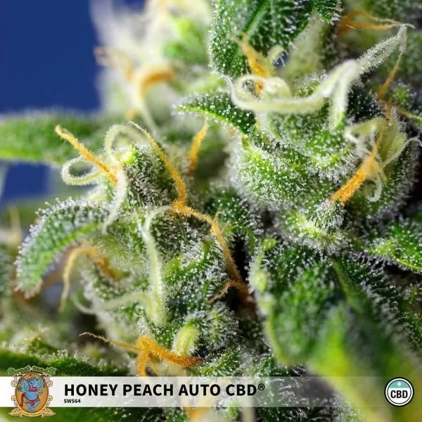 Honey Peach Auto CBD — immagine 2