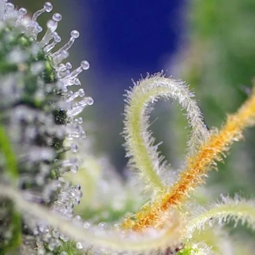 Honey Peach Auto CBD — immagine 3