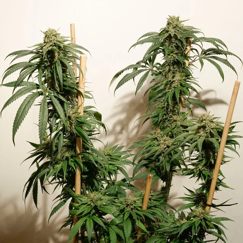 Ice Cream Haze — immagine 3