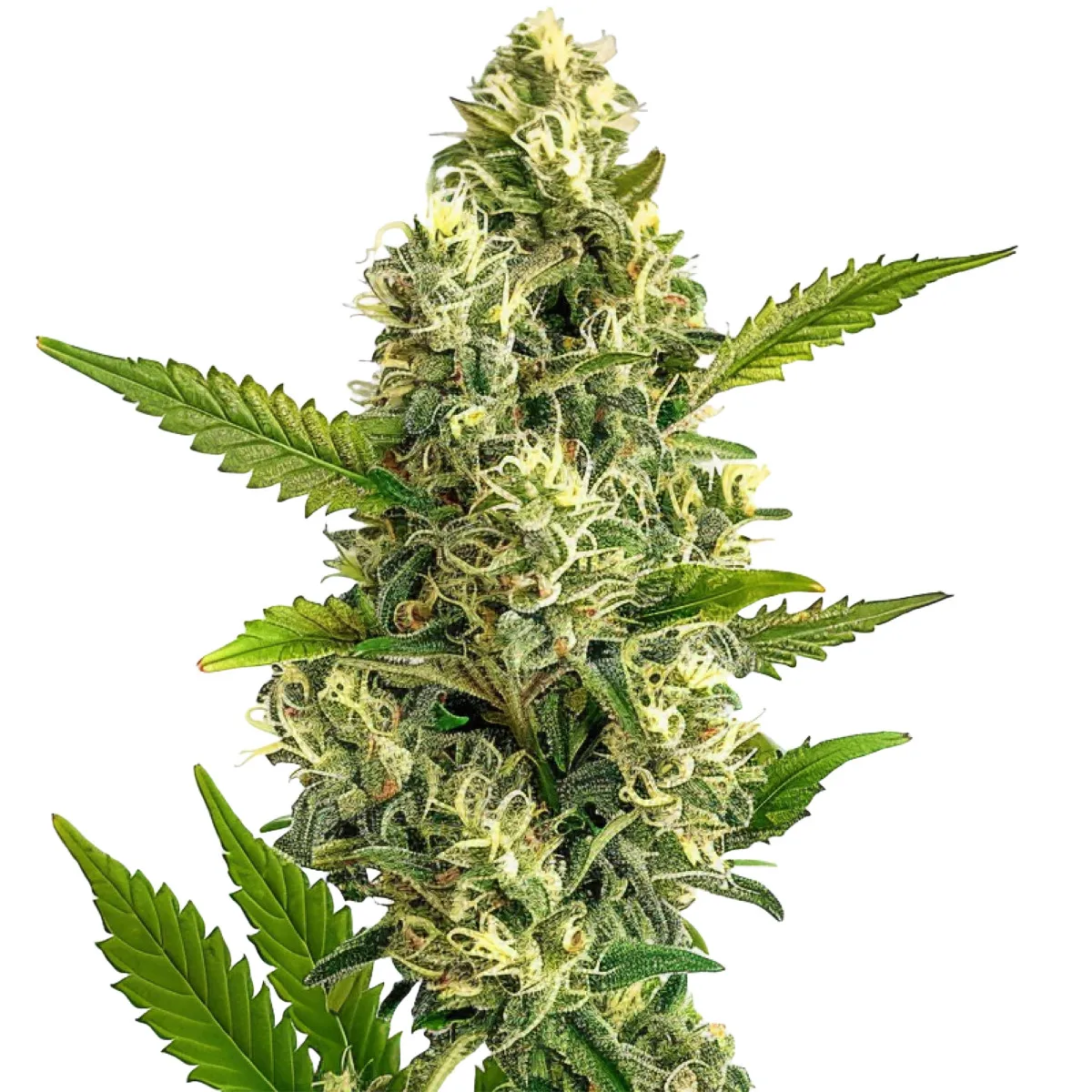 Jack Herer — immagine 2