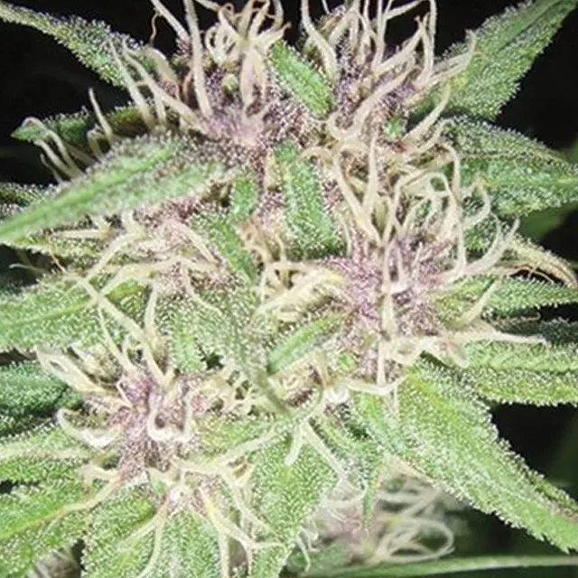 Jack Herer — immagine 2