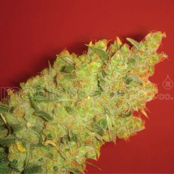 Jack La Mota — immagine 2
