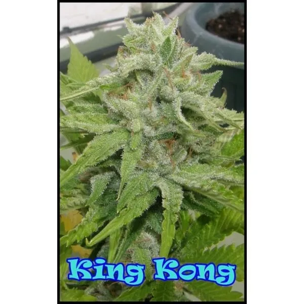 King Kong — immagine 3