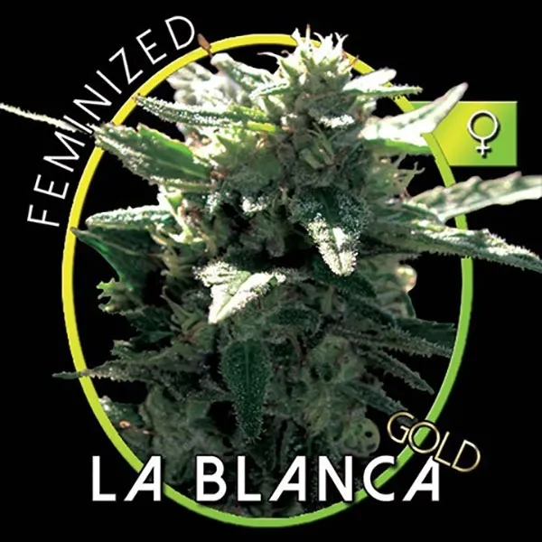 La Blanca Gold — immagine 2