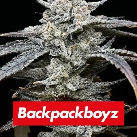 Lemon Cherry Gelato (Barney's Farm x Backpackboyz) — immagine 2
