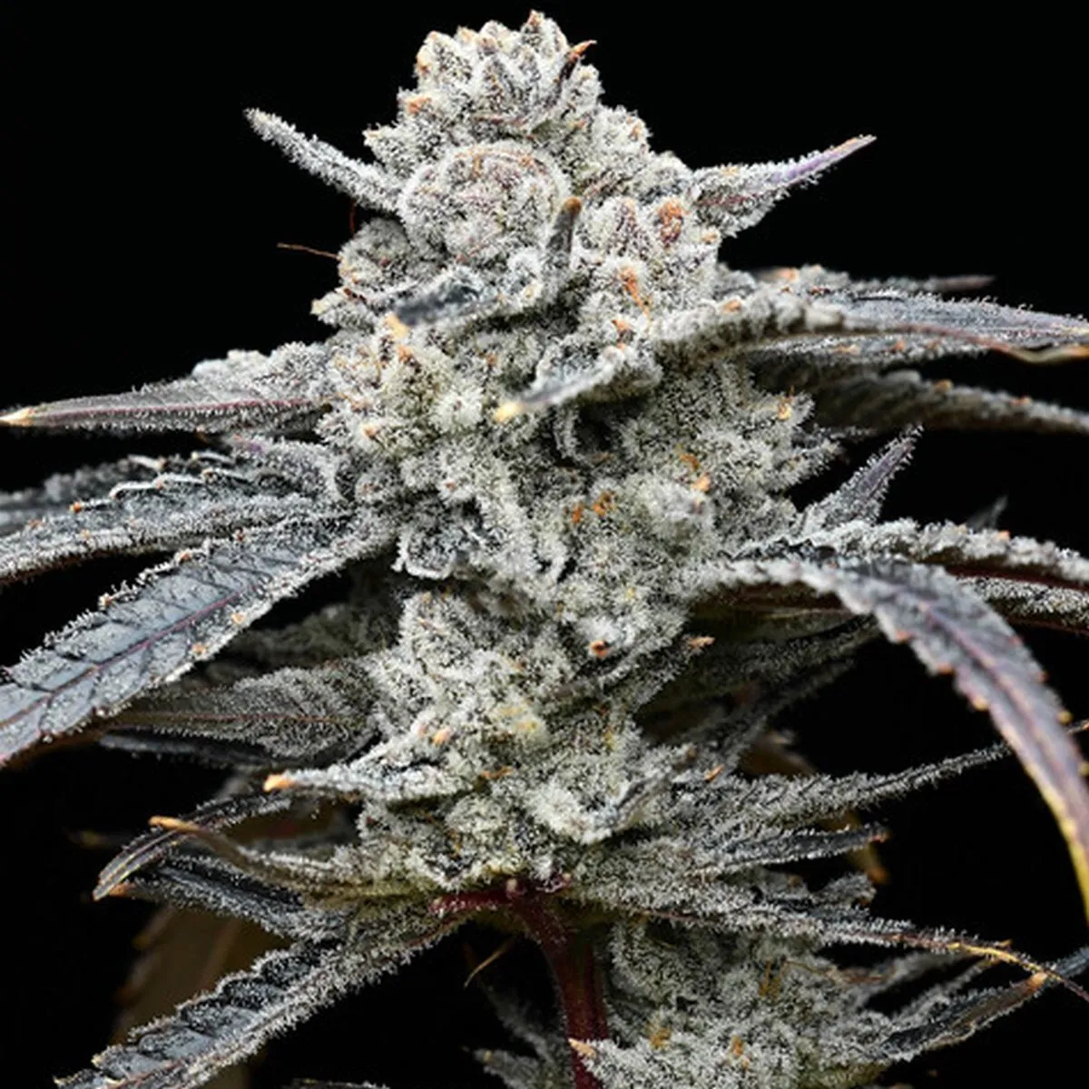 Lemon Cherry Gelato (Barney's Farm x Backpackboyz) — immagine 3