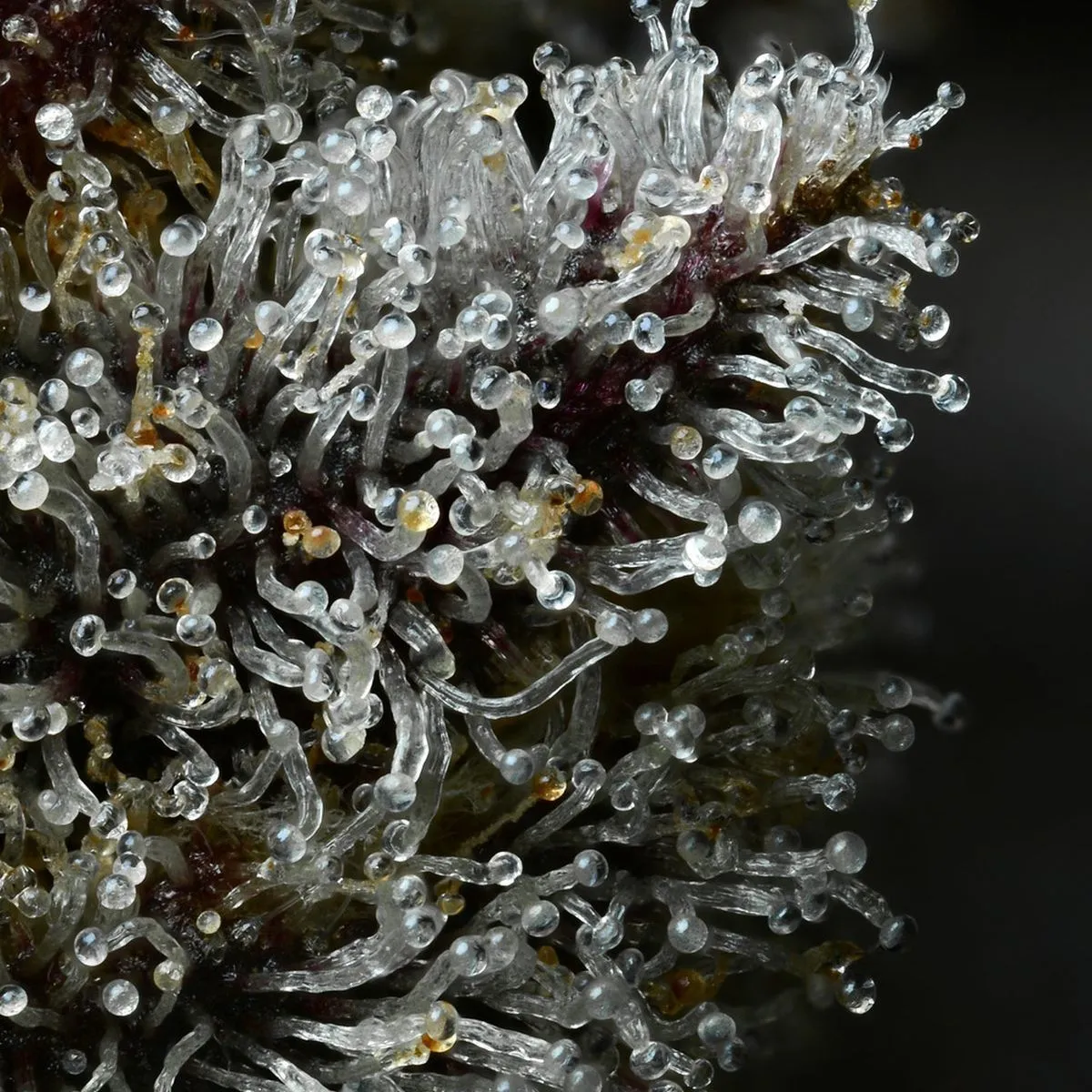 Lemon Cherry Gelato (Barney's Farm x Backpackboyz) — immagine 4
