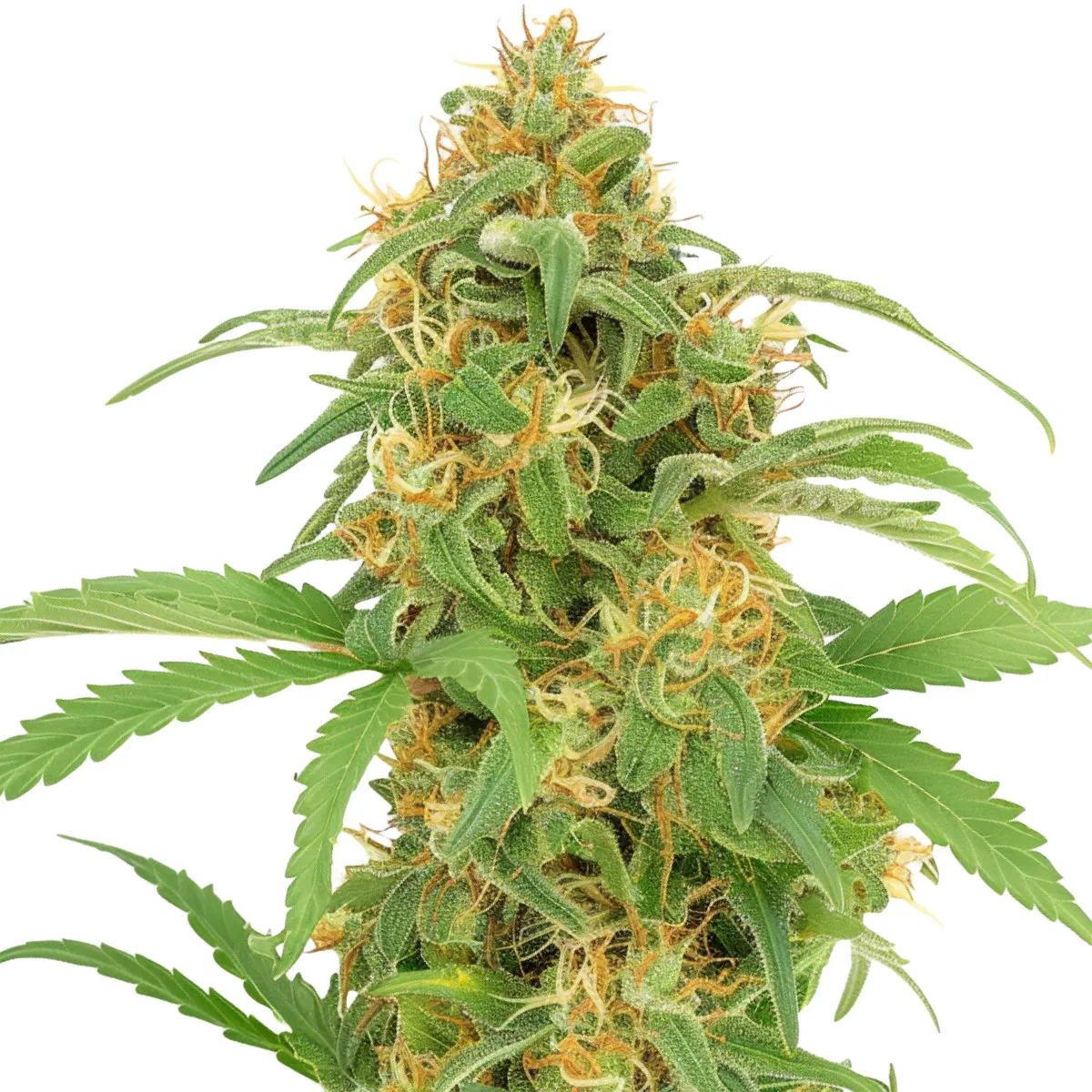 Lemon Haze — immagine 2