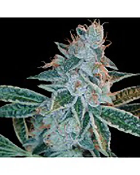 Lemon OG Kush — immagine 2