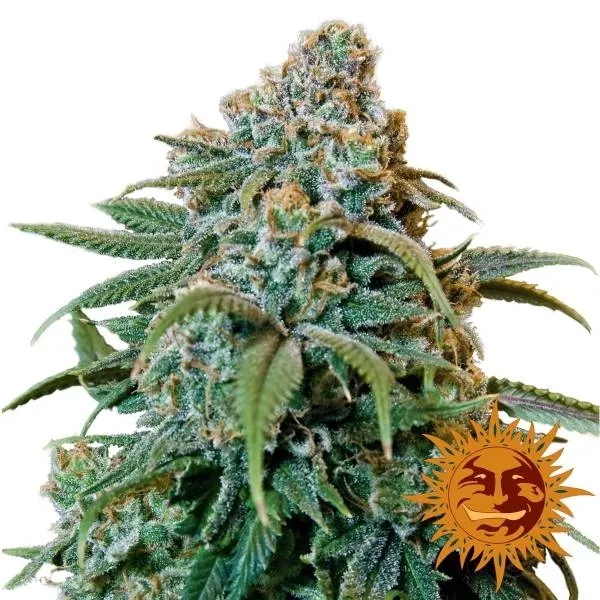 Liberty Haze — immagine 2