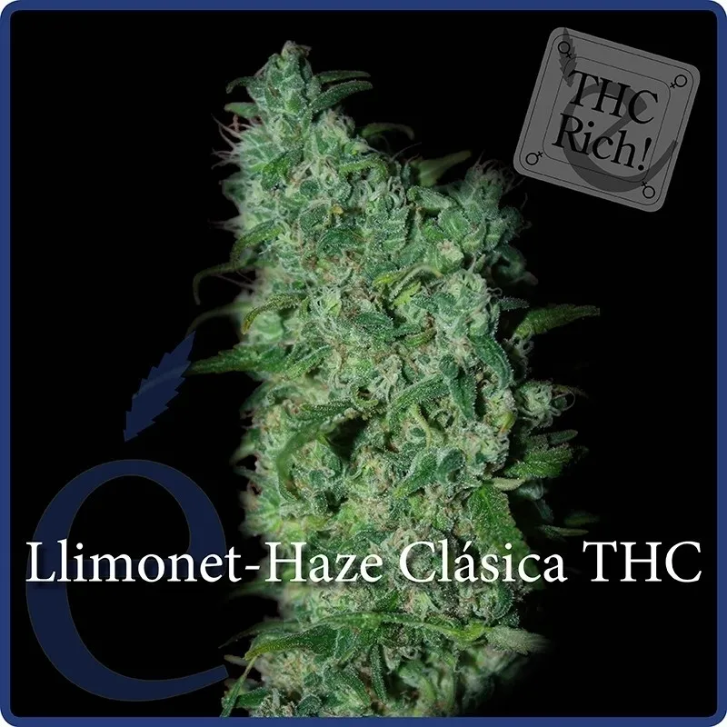 Llimonet Haze Classic THC — immagine 2