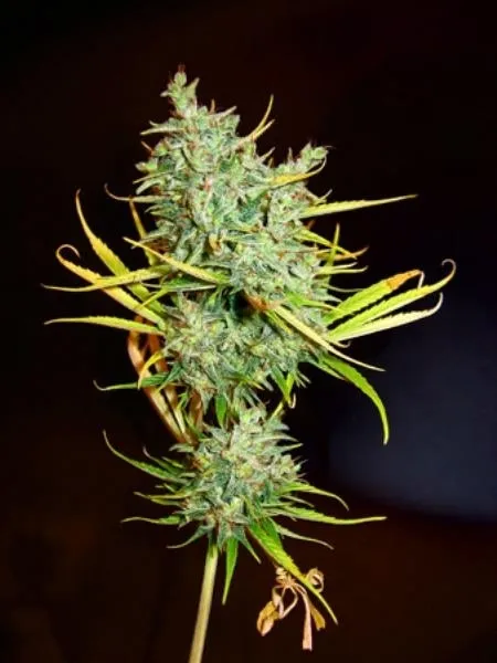 Mango Haze — immagine 3