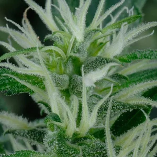 Mango Haze — immagine 2