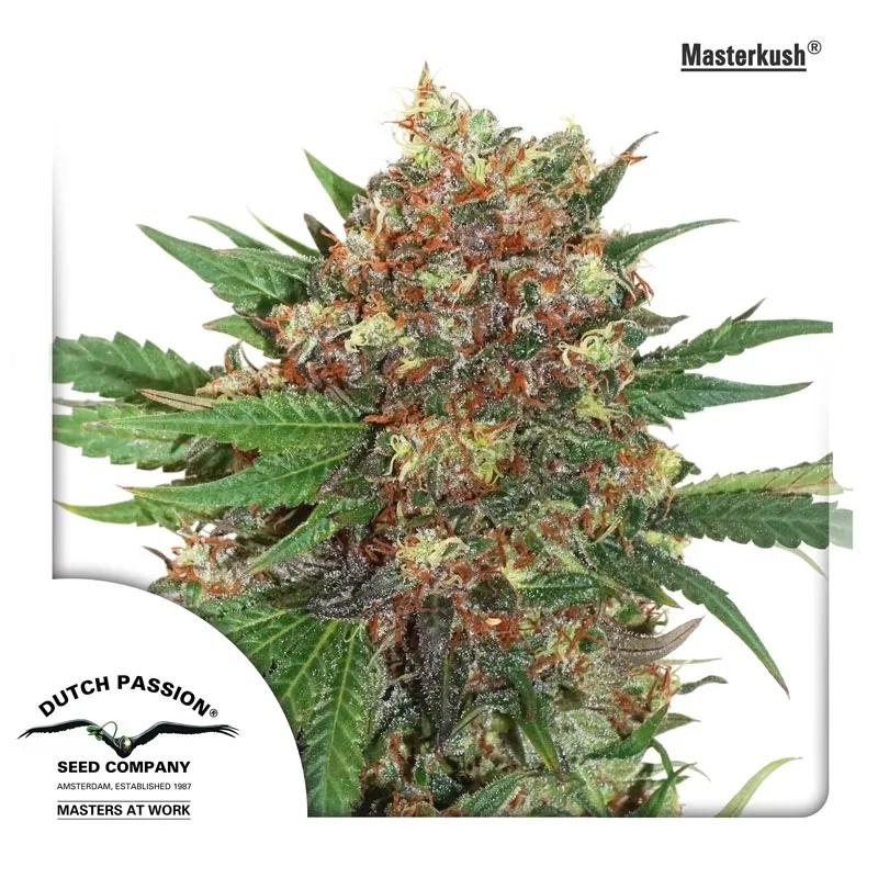Master Kush