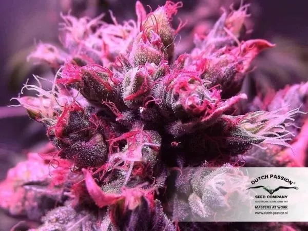 Master Kush — immagine 2