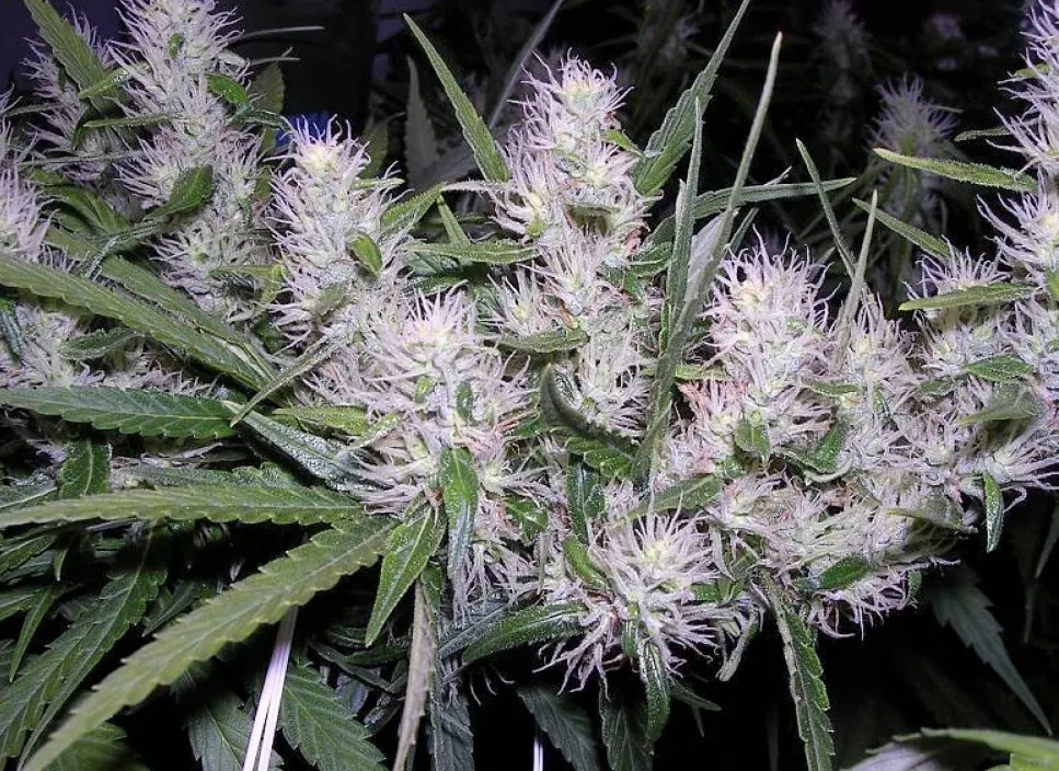 Master Kush — immagine 3